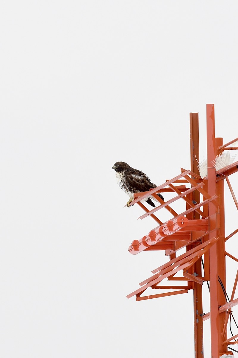 Red-tailed Hawk - ML399848851