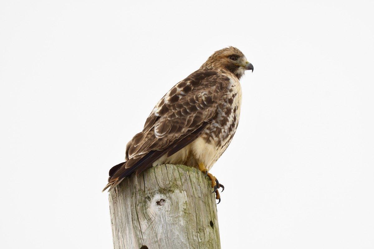 Red-tailed Hawk - ML399848941