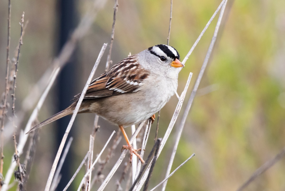 White-crowned Sparrow - ML399849011