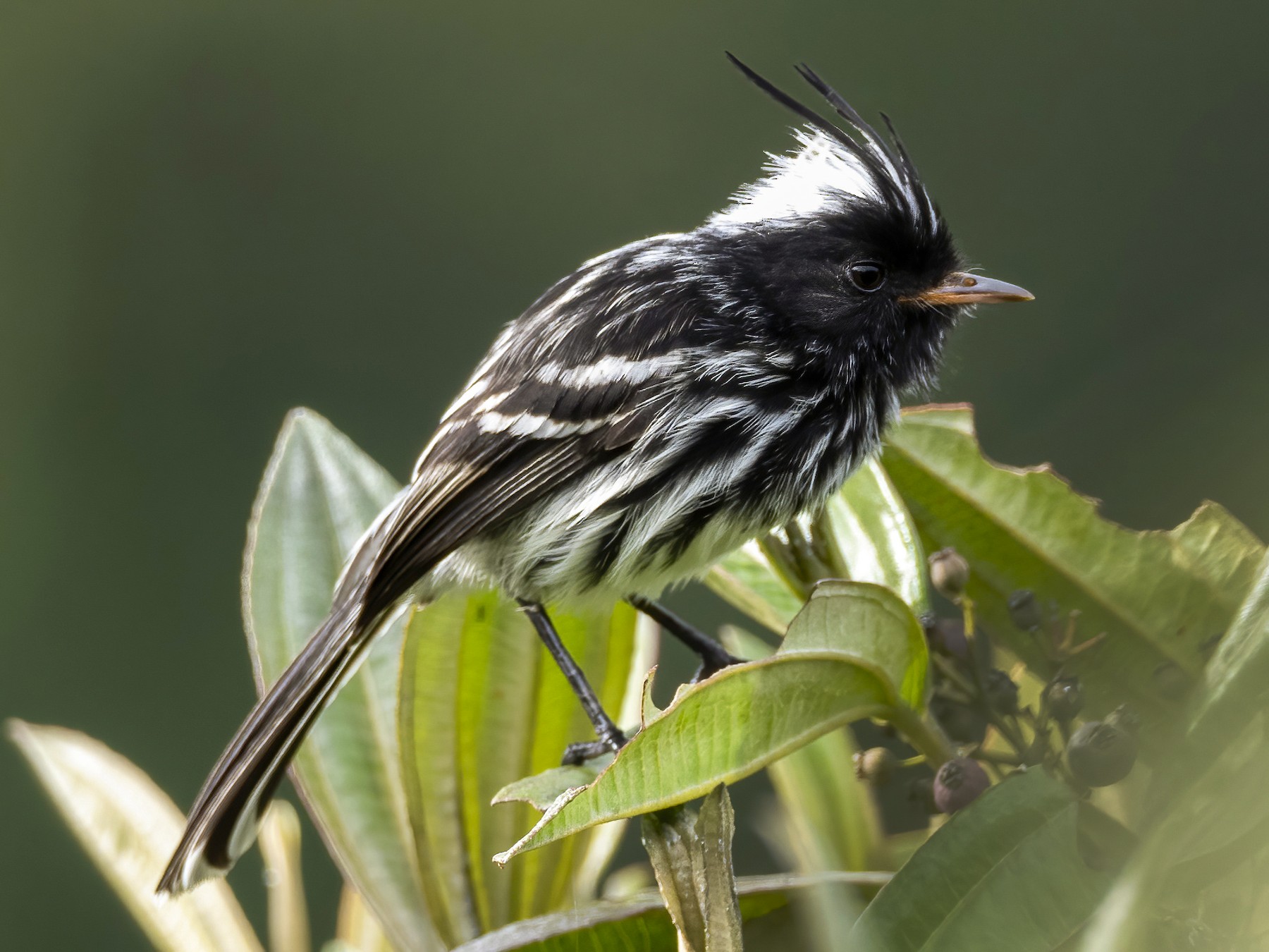 Black-crested Tit-Tyrant - eBird