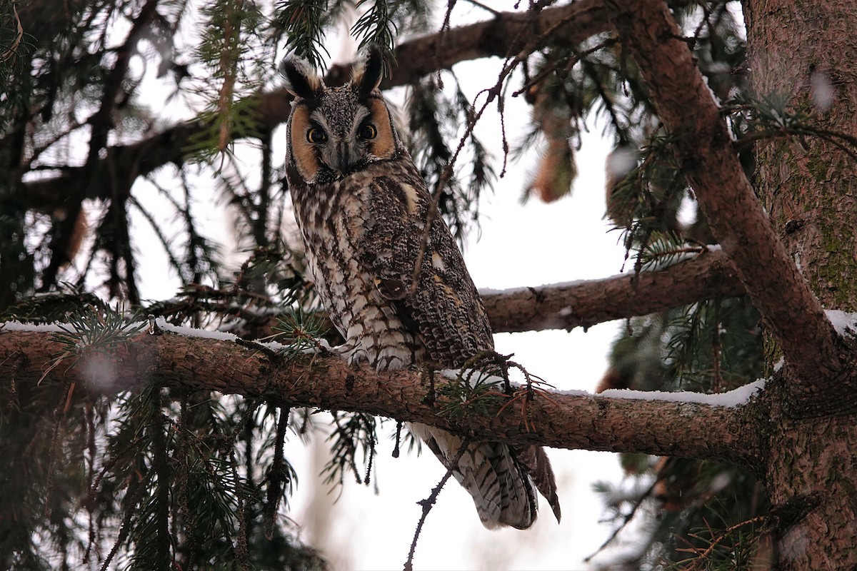 Long-eared Owl - ML399849871