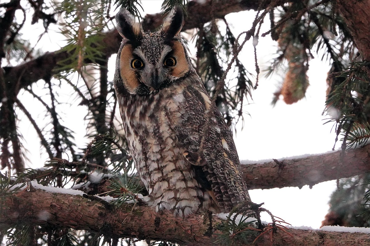 Long-eared Owl - ML399849931