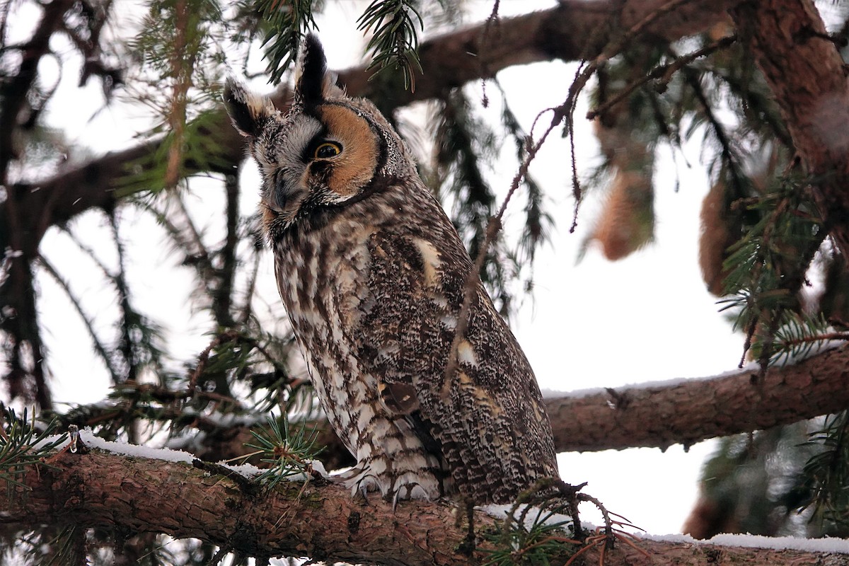 Long-eared Owl - ML399849991