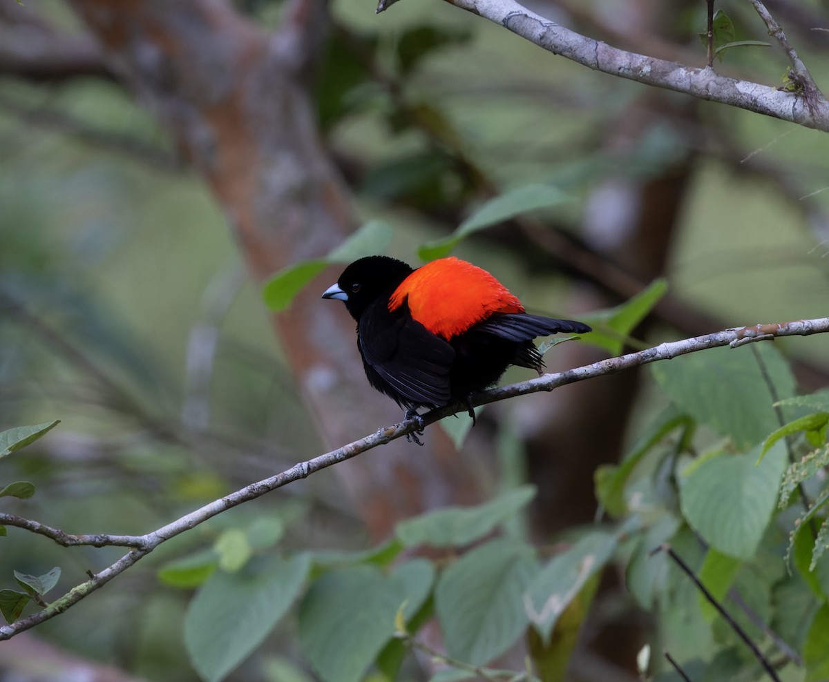 Scarlet-rumped Tanager - ML399851461