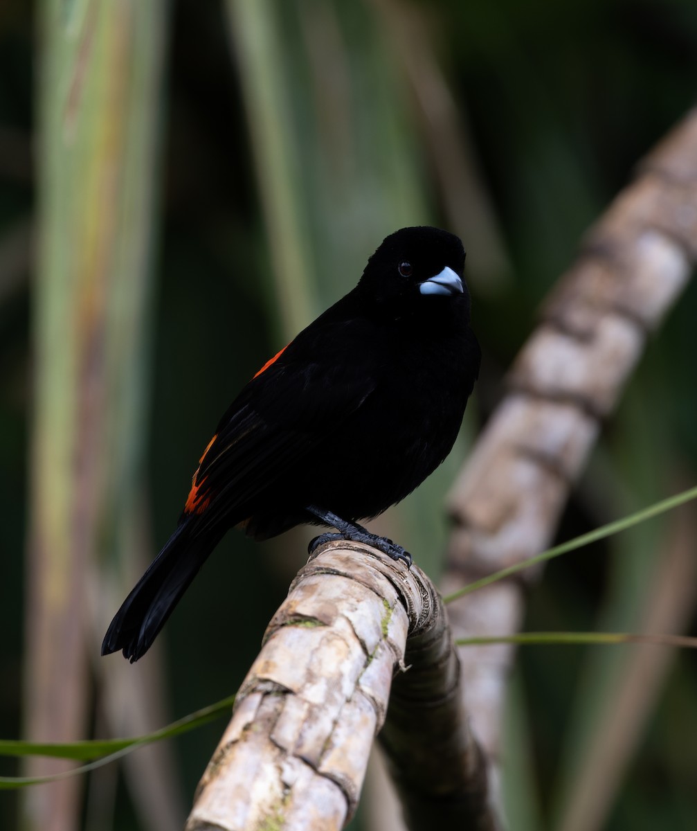 Scarlet-rumped Tanager - ML399851511
