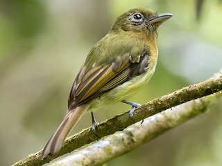  - Fulvous-breasted Flatbill