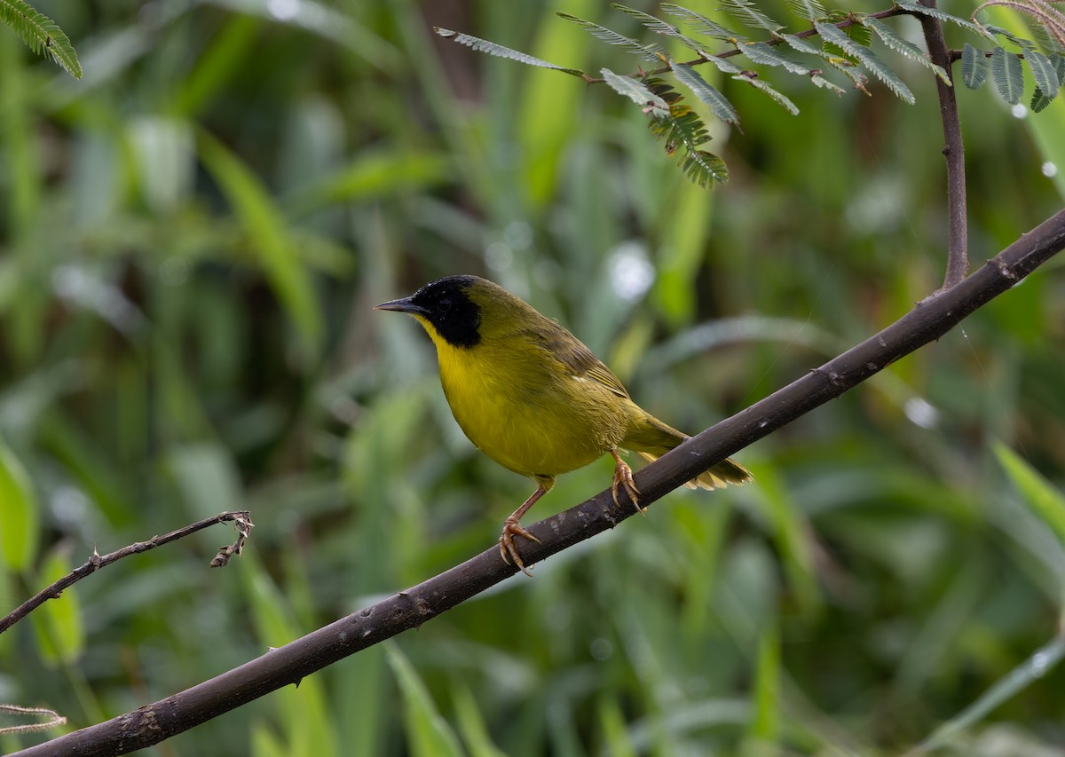 Olive-crowned Yellowthroat - ML399853081