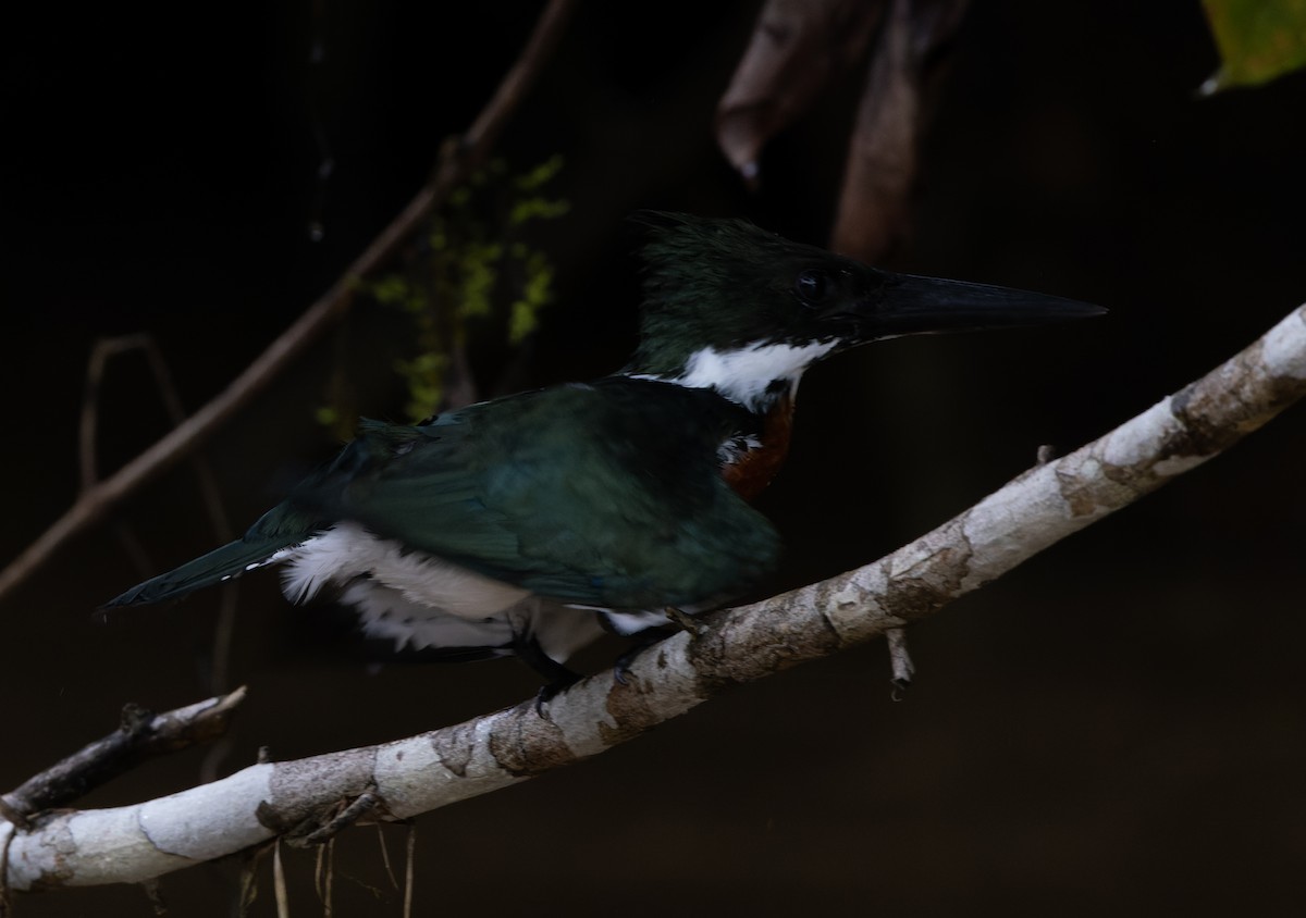 Amazon Kingfisher - Brian Christensen