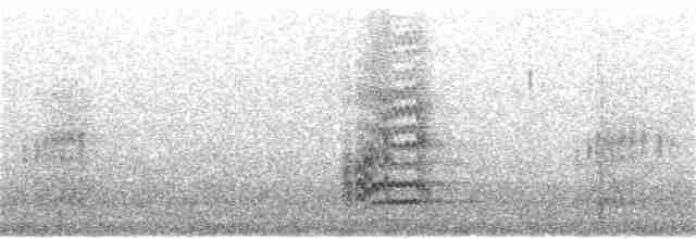 eikespett (formicivorus gr.) - ML399854441