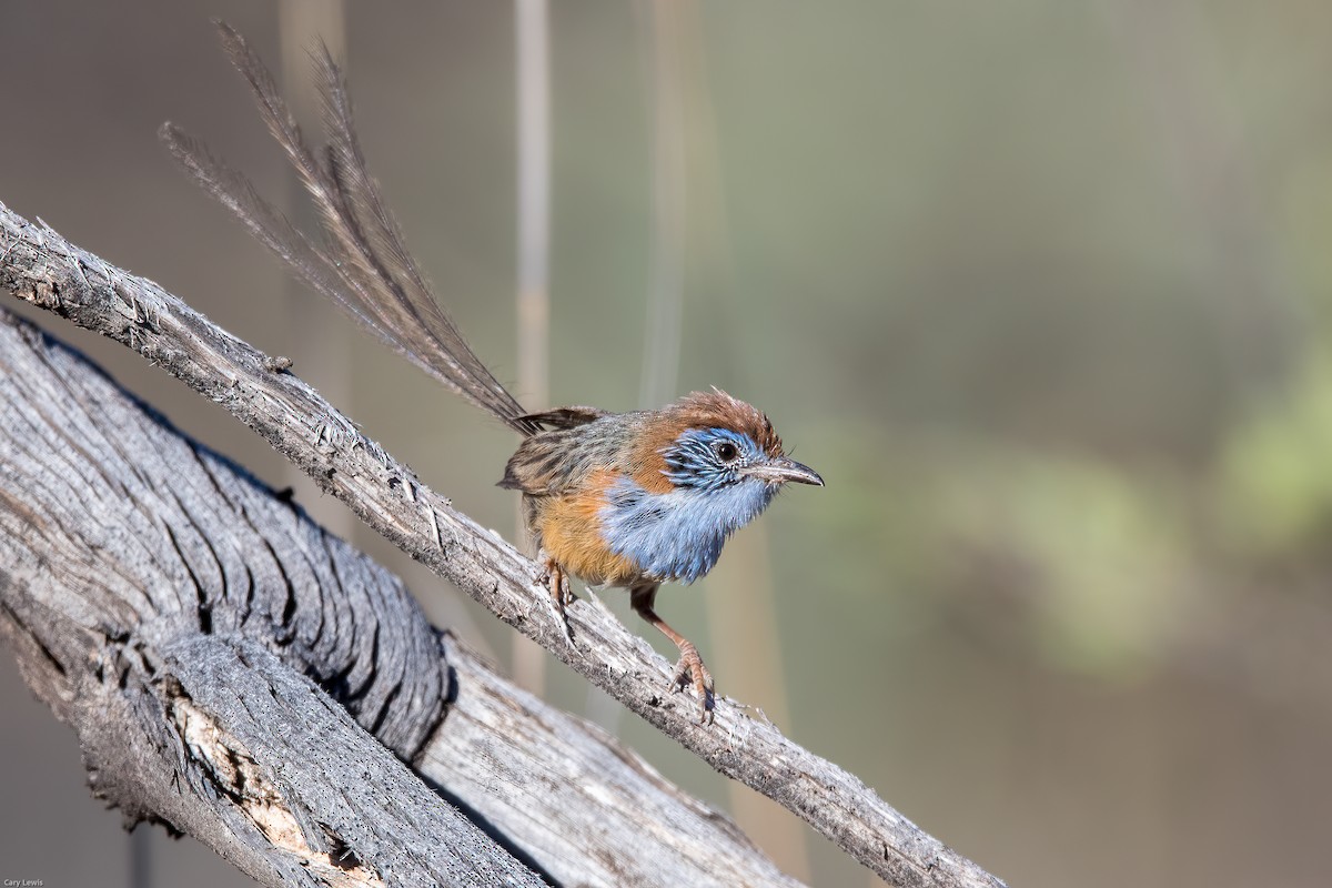 Mallee Emuwren - Cary Lewis