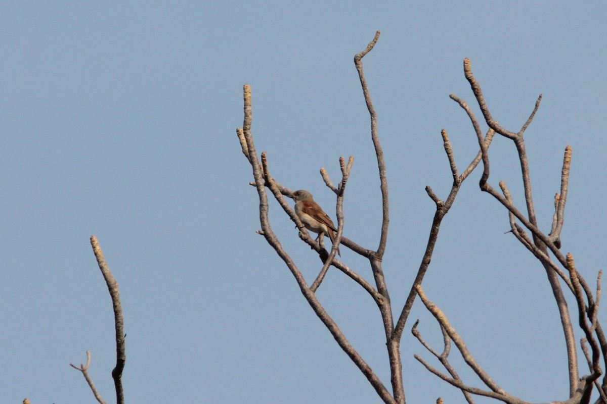 Northern Gray-headed Sparrow - ML399859161