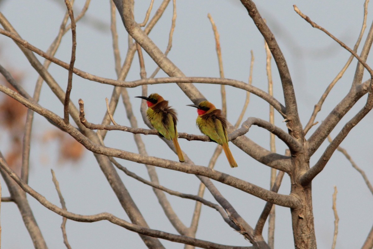 Red-throated Bee-eater - ML399859701