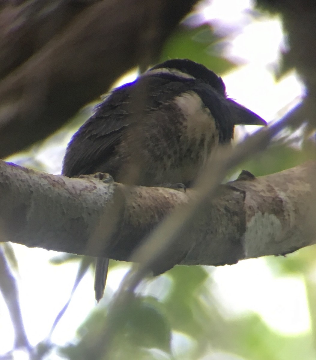 Black-breasted Puffbird - ML399865821
