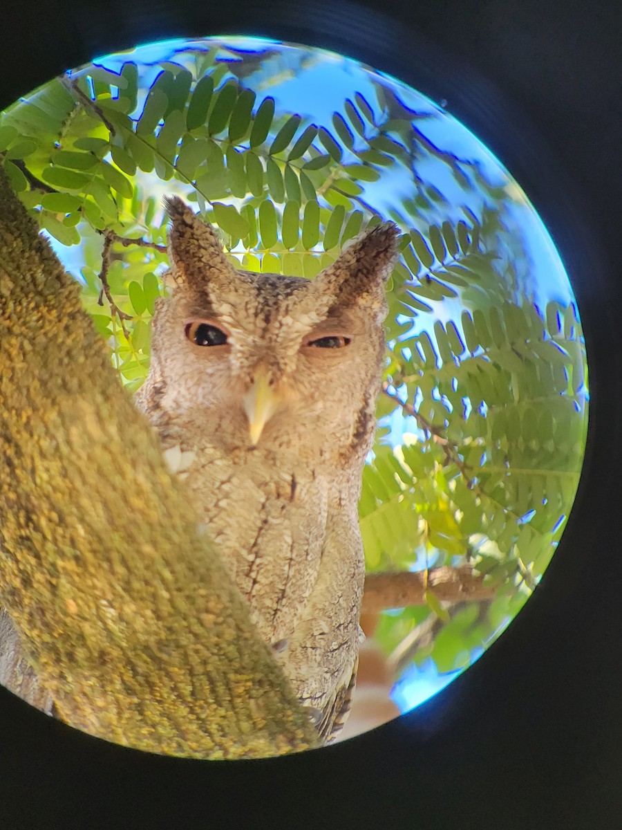 Pacific Screech-Owl - Anonymous