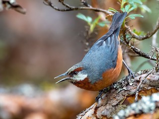  - Giant Conebill