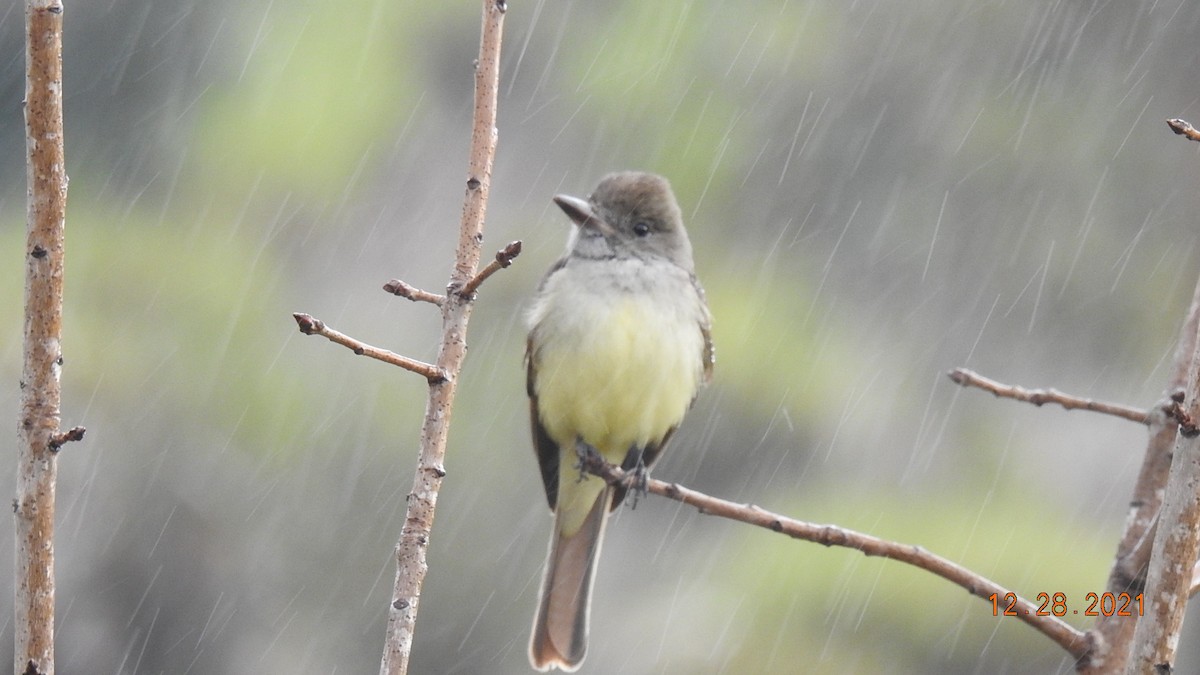 Great Crested Flycatcher - ML399876611