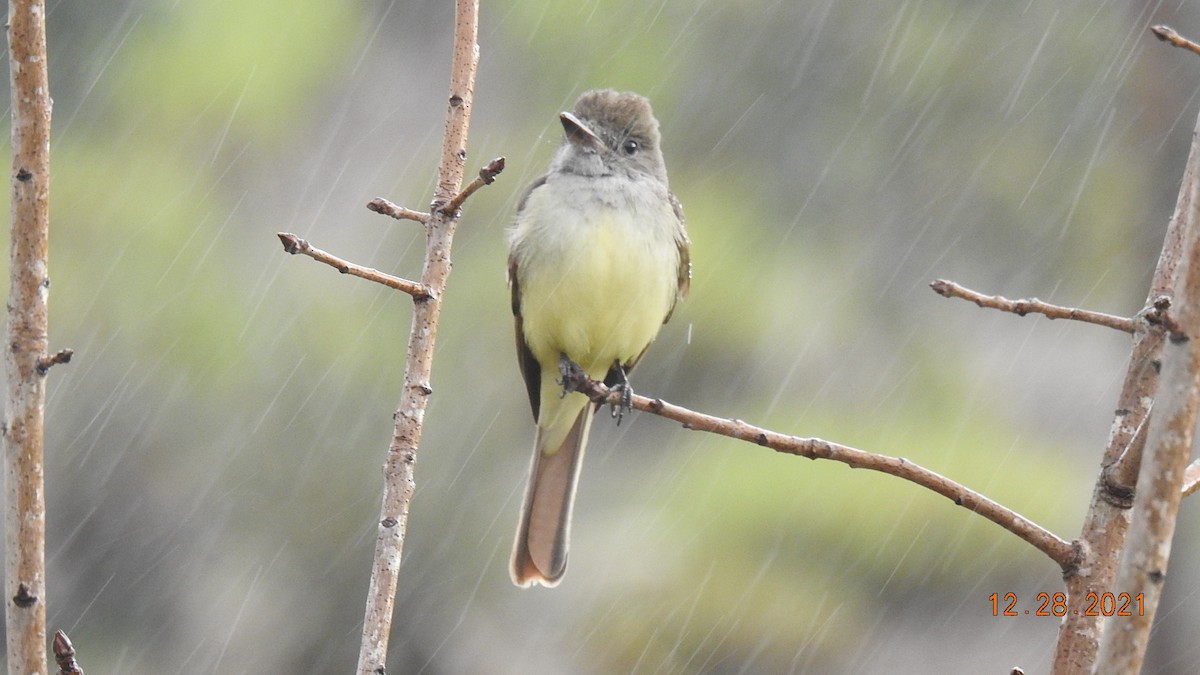 Great Crested Flycatcher - ML399876631