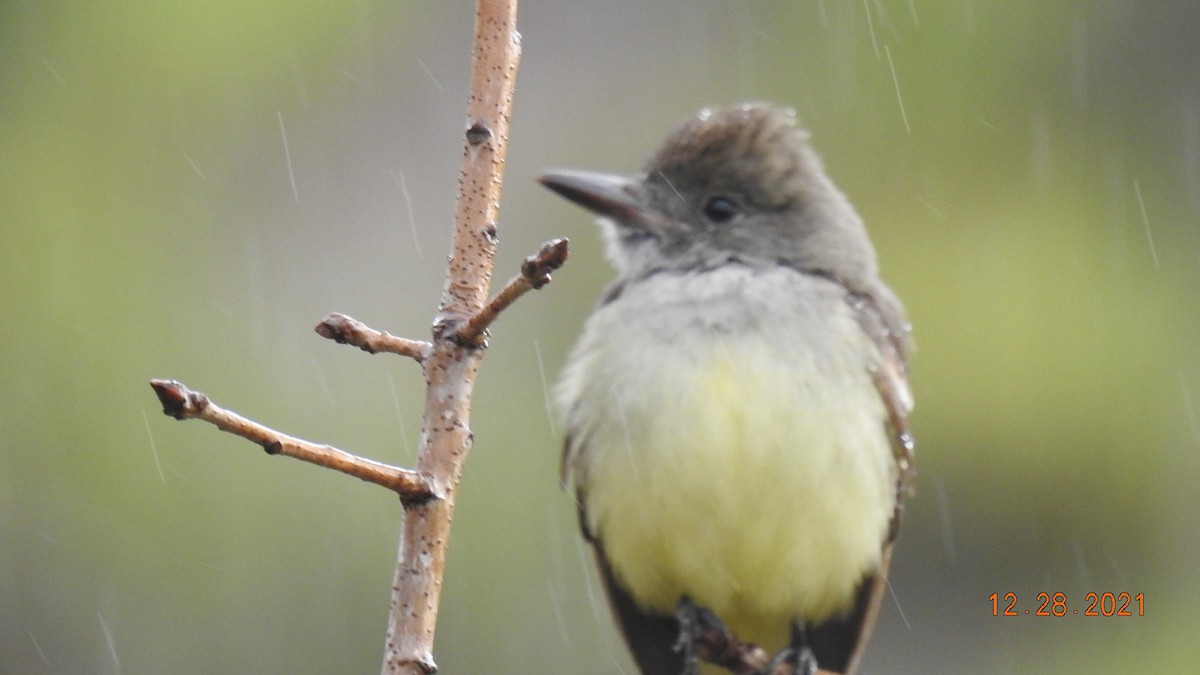 Great Crested Flycatcher - ML399876691