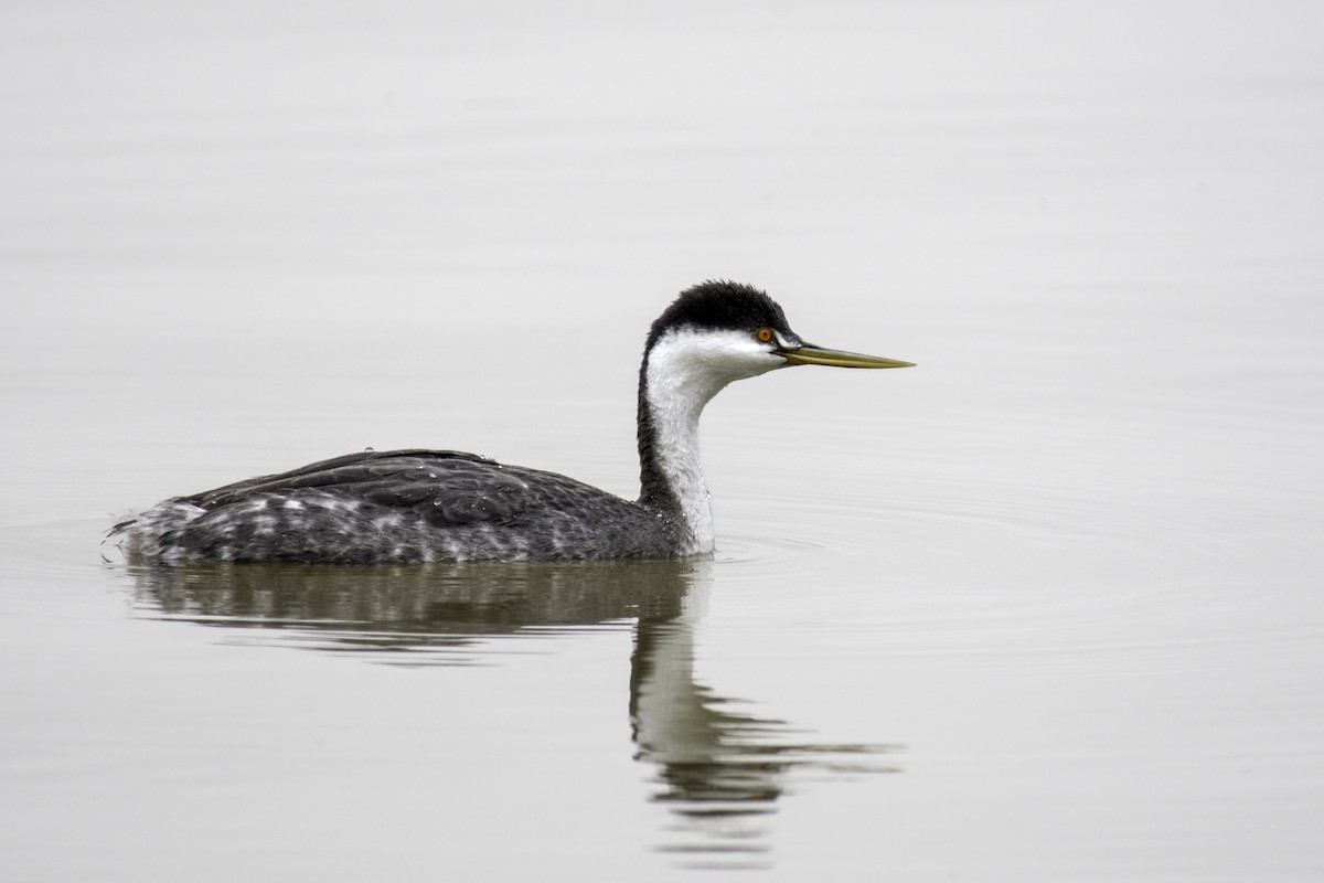 Western/Clark's Grebe - ML399885071