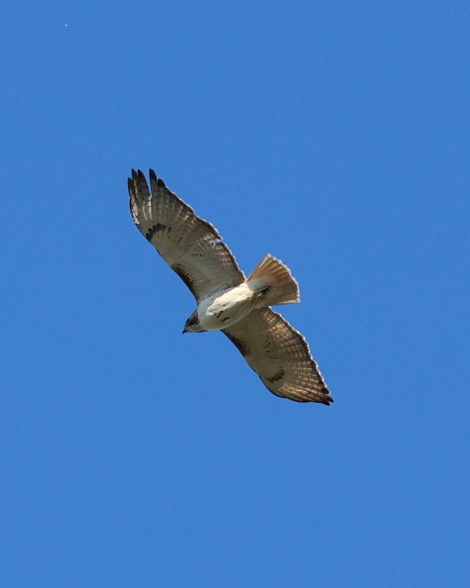 Red-tailed Hawk - ML399885531