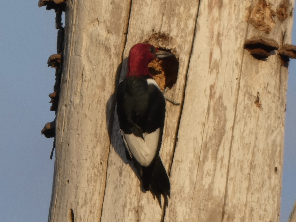 Red-headed Woodpecker - Noah Rokoske