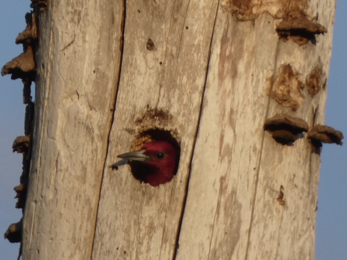 Red-headed Woodpecker - ML399885631