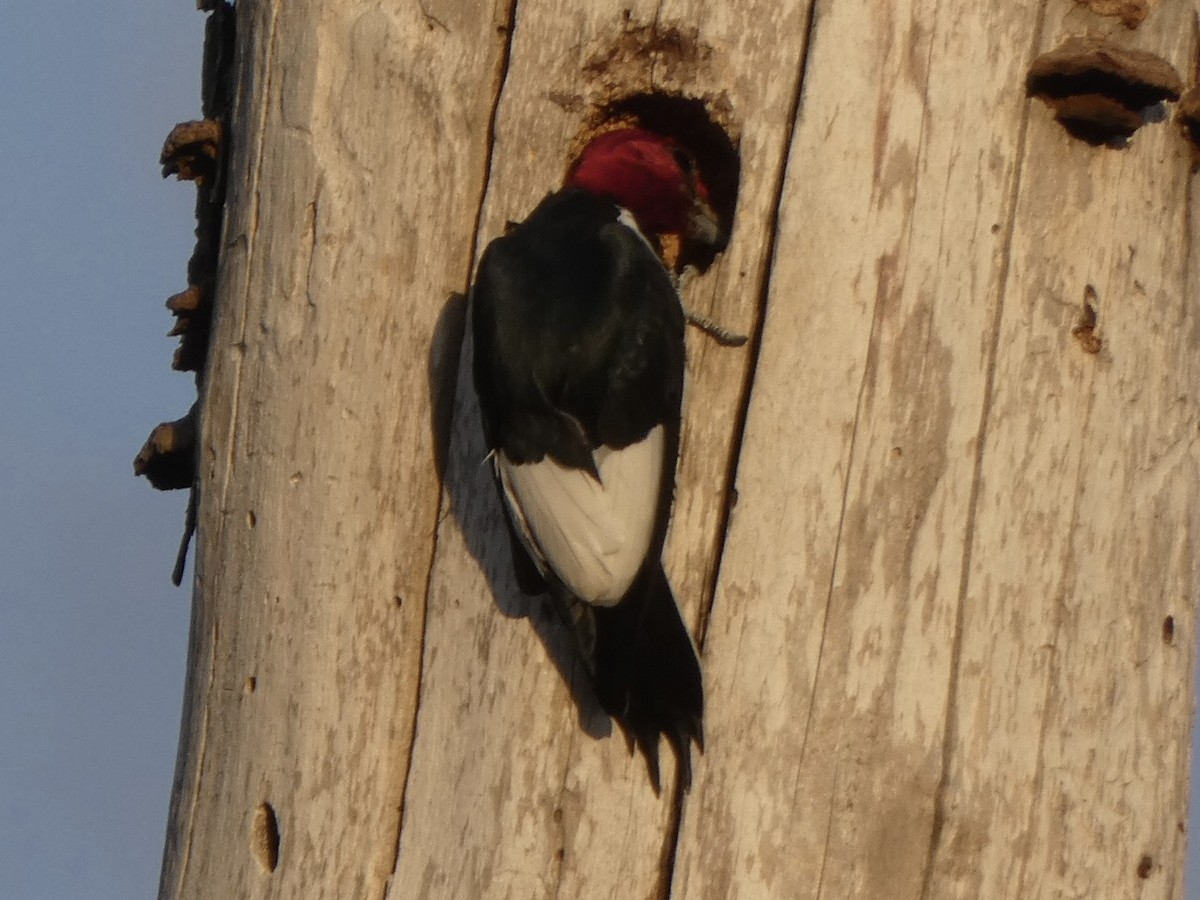 Red-headed Woodpecker - ML399885641