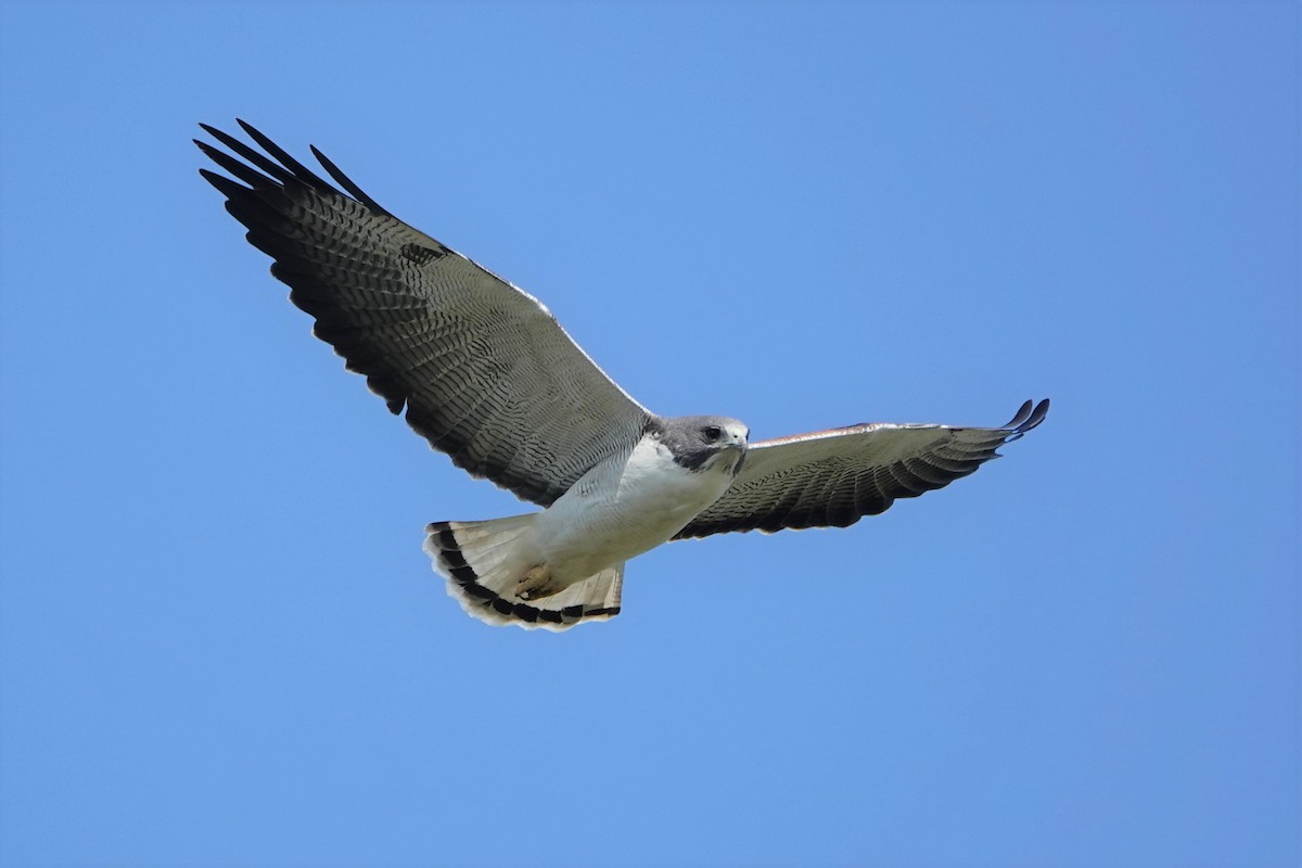 White-tailed Hawk - Mark Otnes