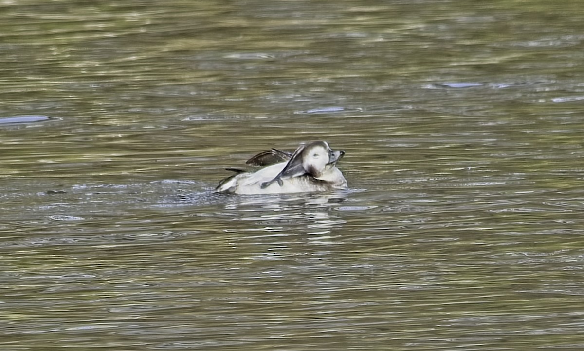 Long-tailed Duck - ML399889191