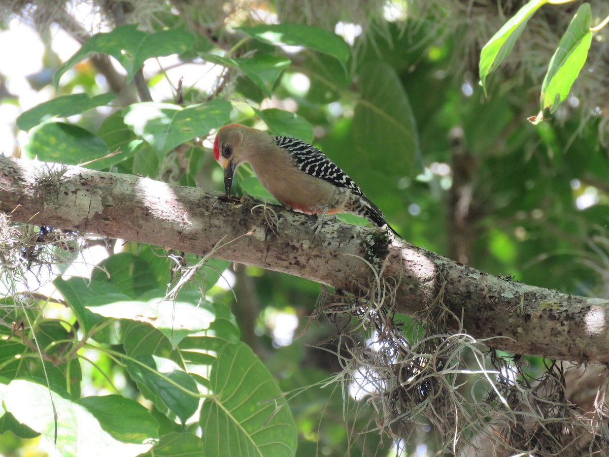 Red-crowned Woodpecker - Juan Zambrano