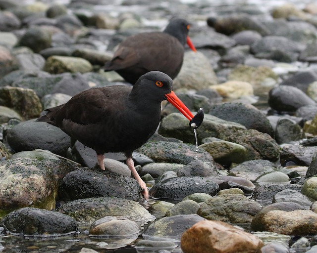 Black Oystercatcher at Porteau Cove Provincial Park by Dave Beeke