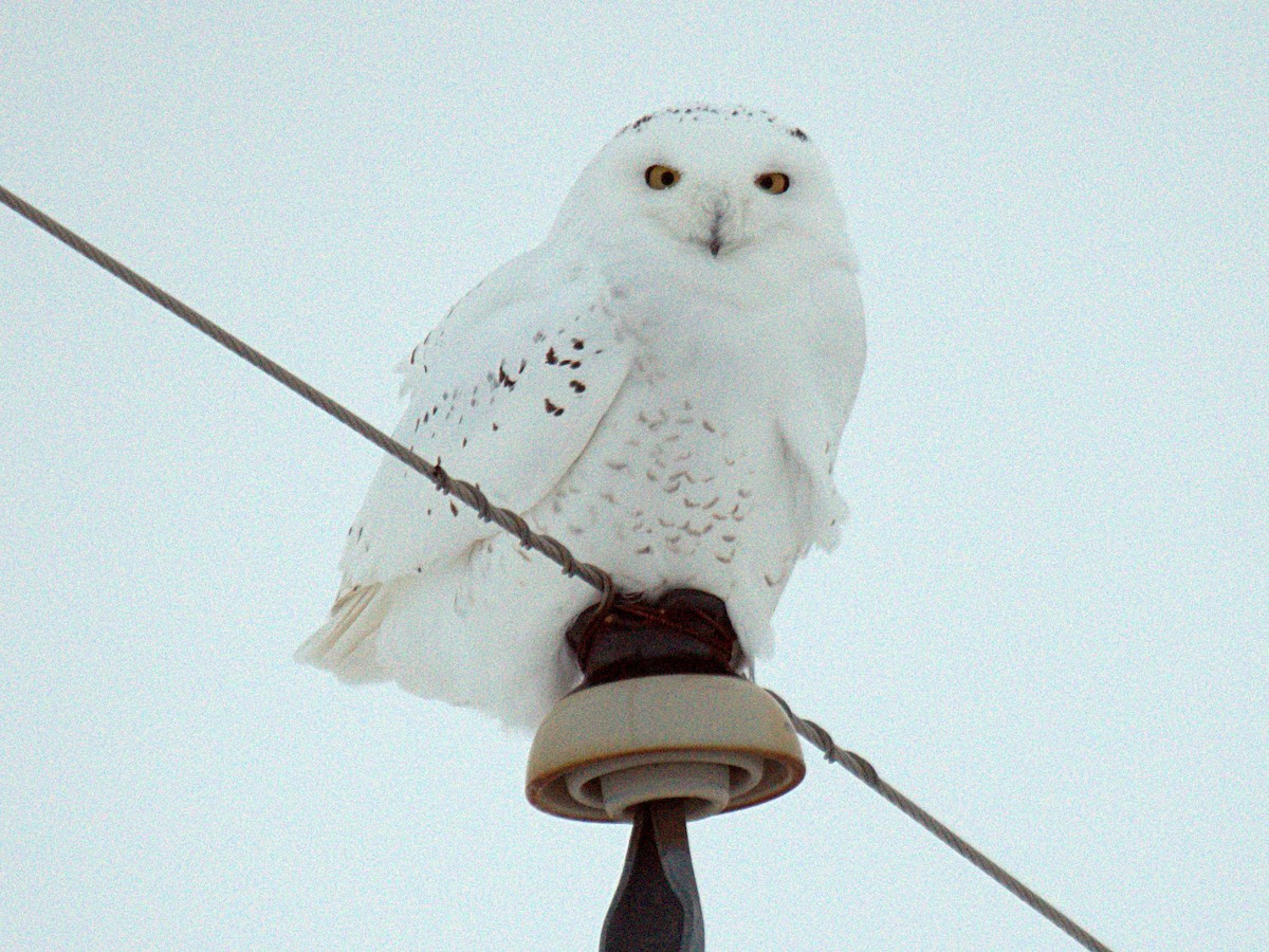 Snowy Owl - ML399905371