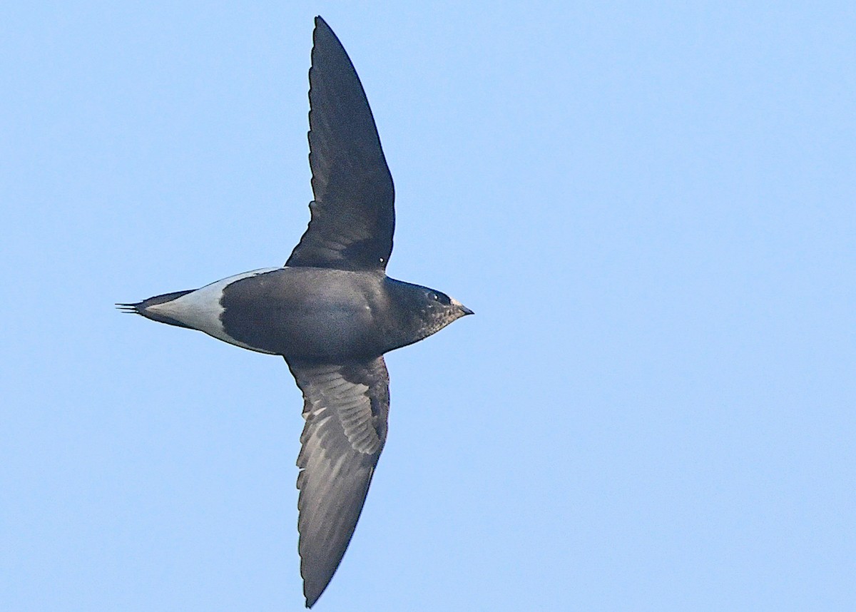 Brown-backed Needletail - ML399905651