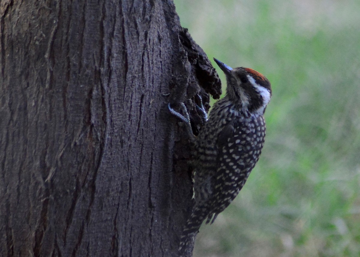 Checkered Woodpecker - ML399907321