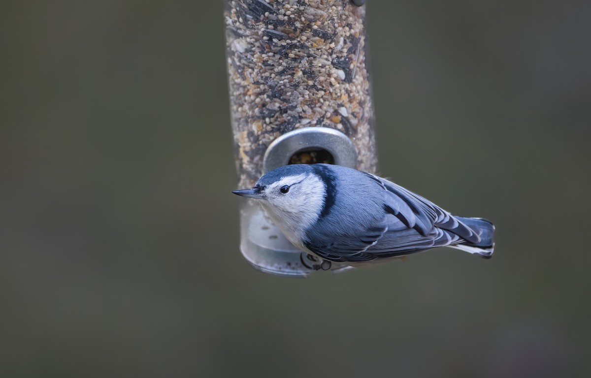 White-breasted Nuthatch - ML399907721