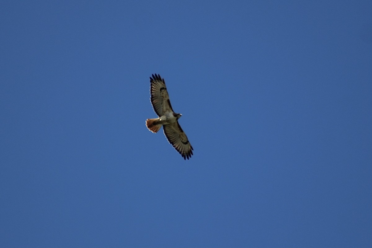 Red-tailed Hawk (umbrinus) - ML399914991