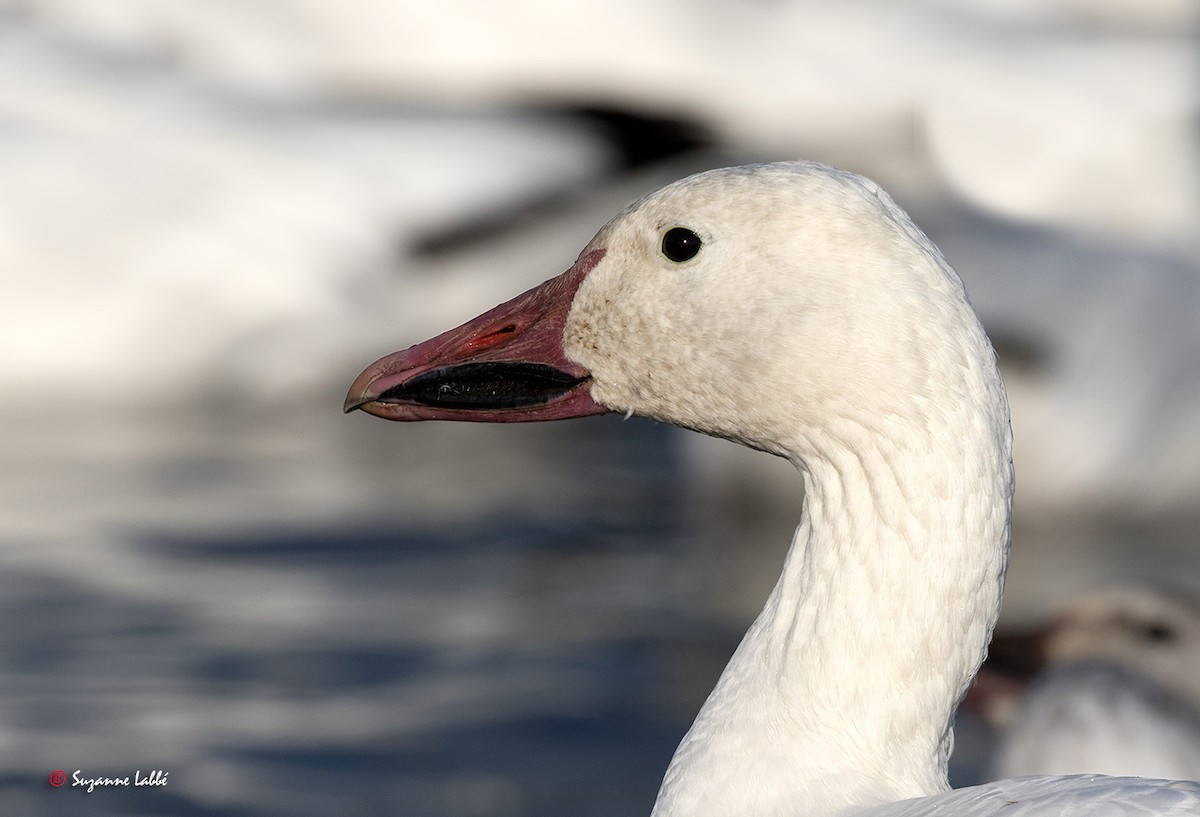 Snow Goose - Suzanne Labbé