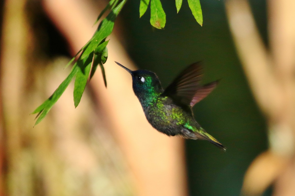 Violet-headed Hummingbird - ML399915611