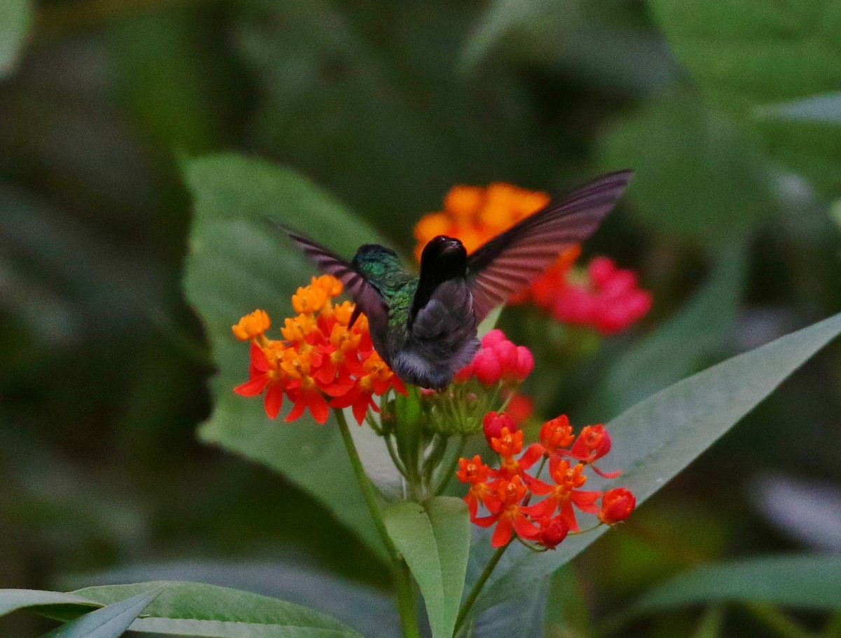 Violet-headed Hummingbird - ML399916271