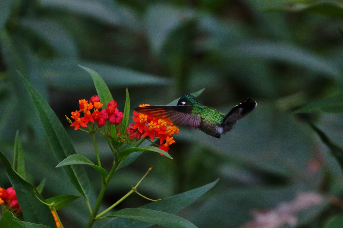 Violet-headed Hummingbird - ML399916311