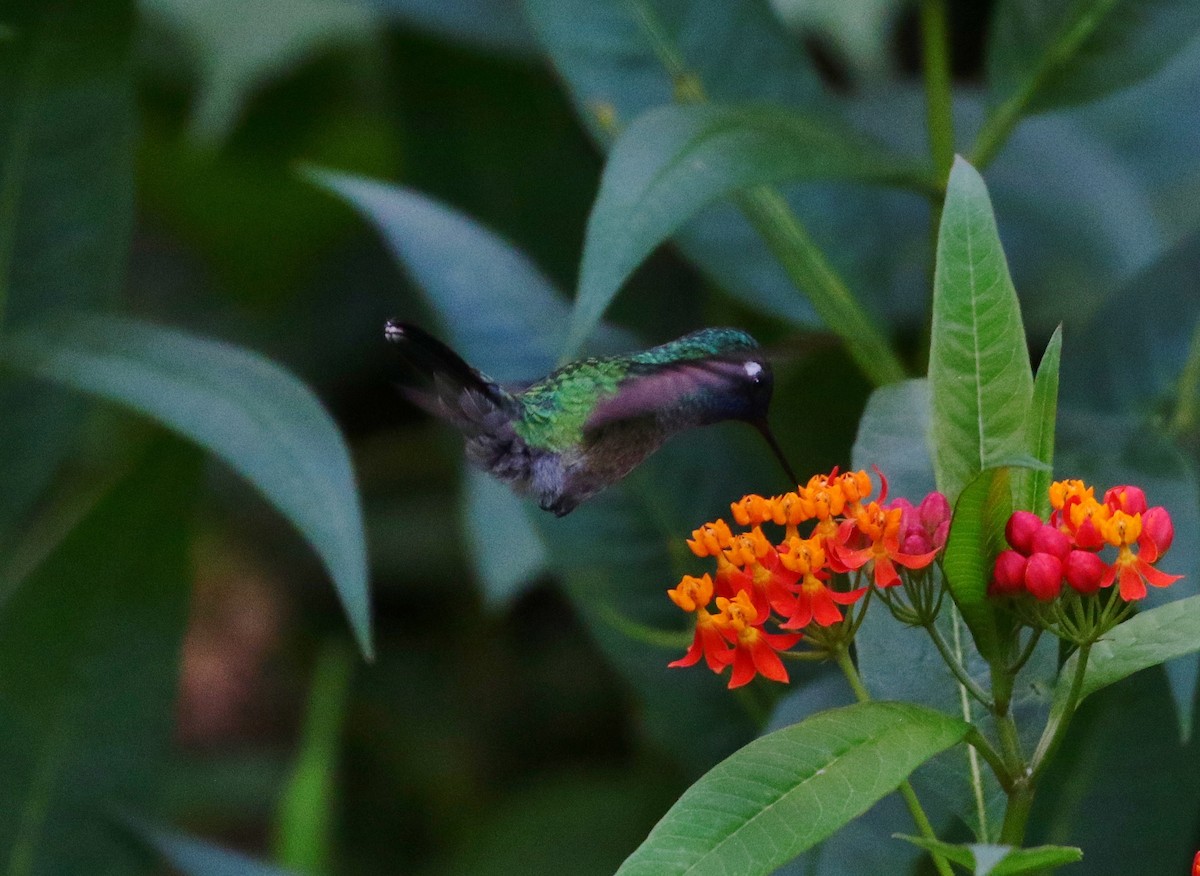 Violet-headed Hummingbird - ML399916341