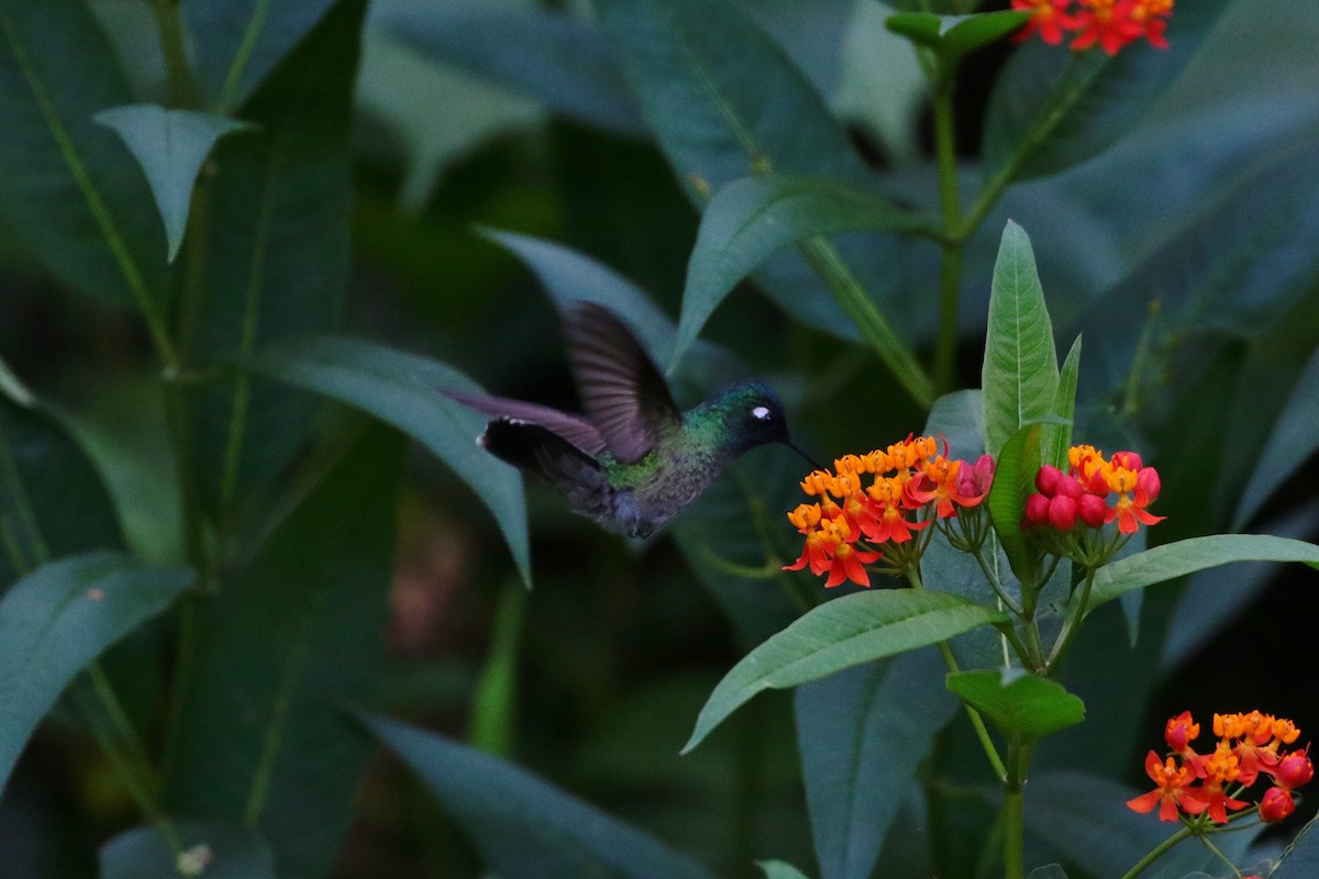 Violet-headed Hummingbird - ML399916391