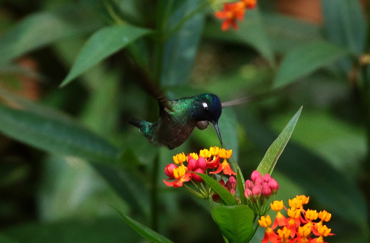 Violet-headed Hummingbird - ML399916411