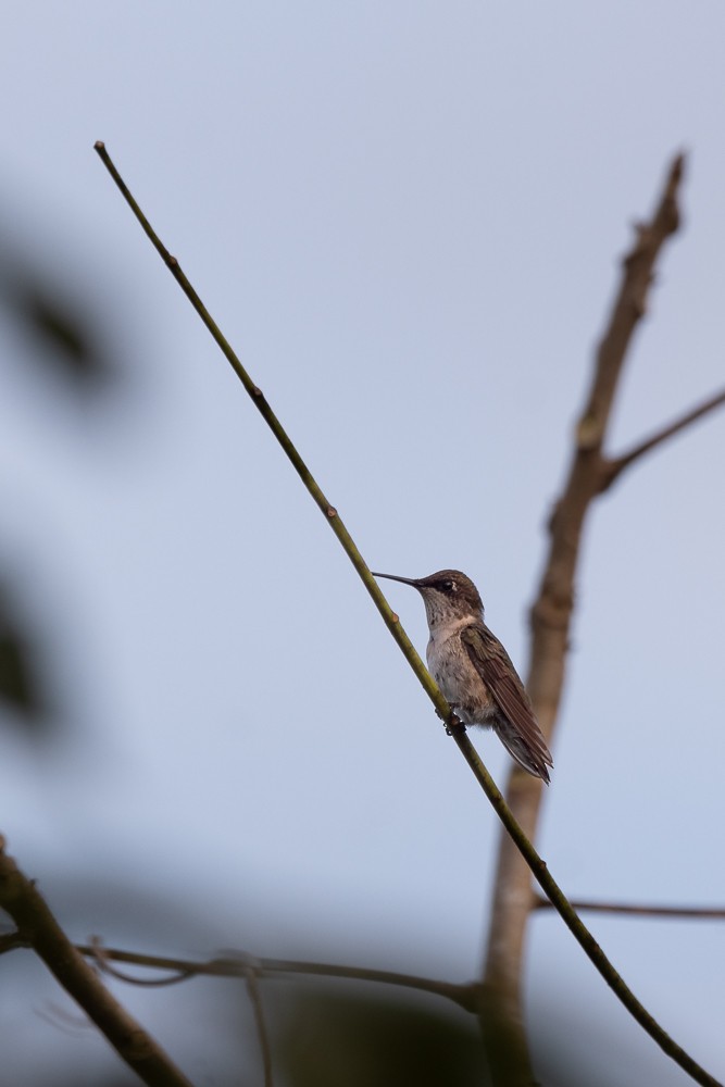 Ruby-throated Hummingbird - ML399920421
