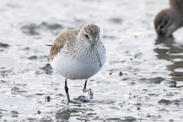 Basic frontal view. - Curlew Sandpiper - 