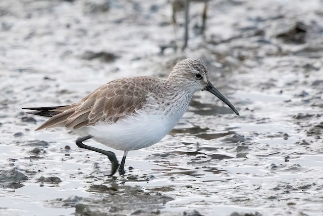 Basic lateral view. - Curlew Sandpiper - 