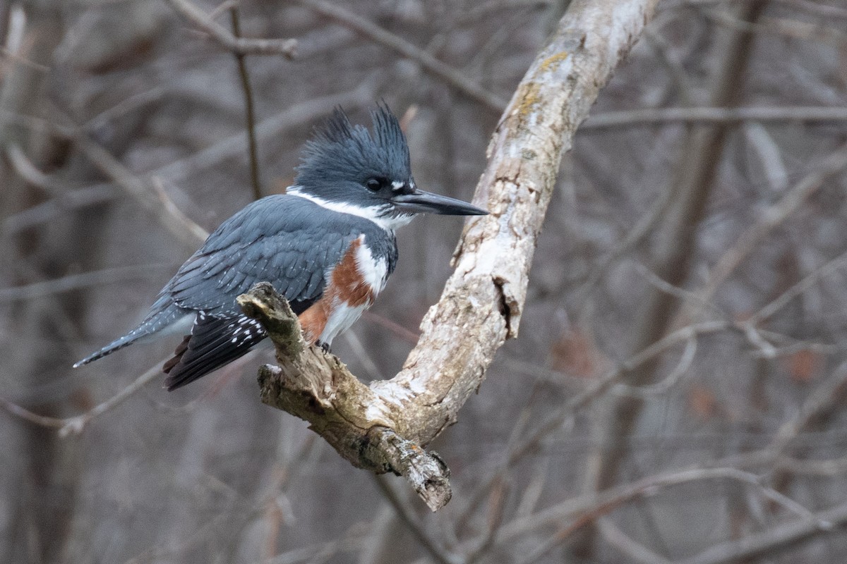 Belted Kingfisher - ML399921841
