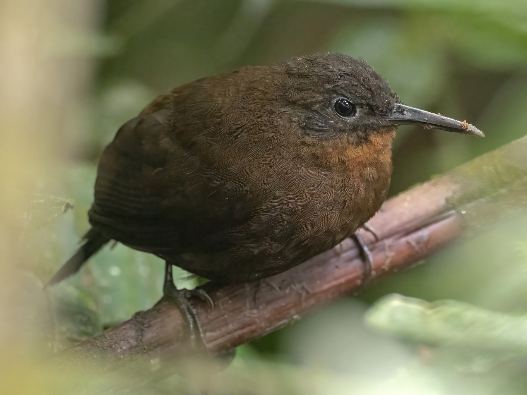South American Leaftosser - Andres Vasquez Noboa - Tropical Birding Tours