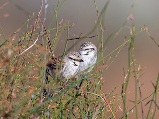  - Gray Grasswren