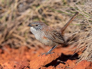  - Short-tailed Grasswren